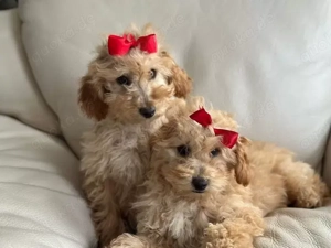 Weihnachtszauber mit unseren Pudel Welpen   bereit für ihr festliches Zuhause!