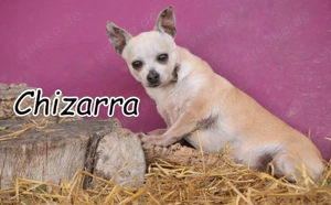  Bist du vielleicht der Mensch, der dieser kleinen, vorsichtigen Hündin Sicherheit und Liebe gibt.