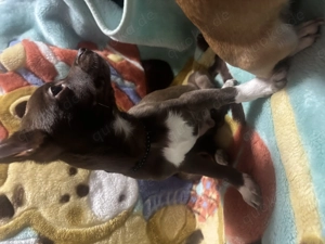 Chihuahua Welpen in liebevolle Hände abzugeben   