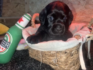 Knuddelbärchen suchen liebevolles zuhause