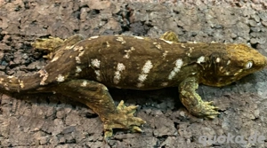 0,1 Rhacodactylus leachianus, Mt.Koghis, Fridel Line, Gecko