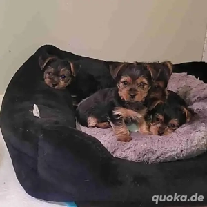 Wunderschöne Yorkshire-Terrier-Welpen