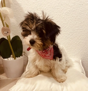 Biwer Yorkshire Hündin