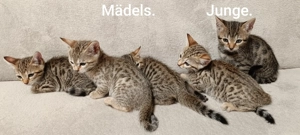 5 kleine Katzenbaby suchen neue zu Hause.