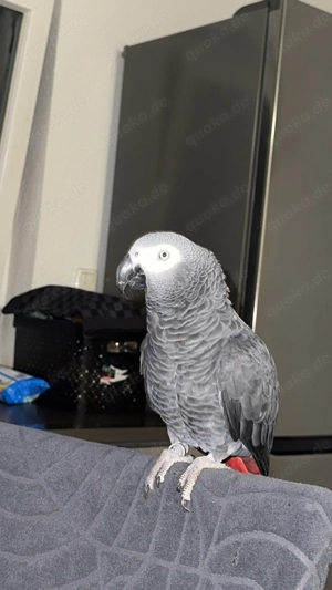 Graupapagei (männlich, 2022)  Bild 2