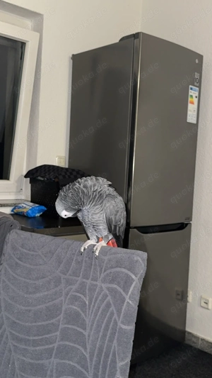 Graupapagei (männlich, 2022)  Bild 3