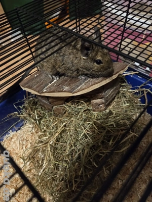 Degu jungtier