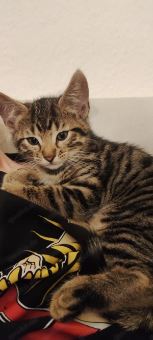 Bengal-Mix-Kätzchen sucht ein liebevolles Zuhause