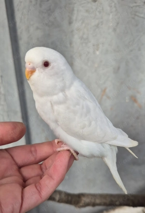 nestjunge Wellensittiche rainbow 