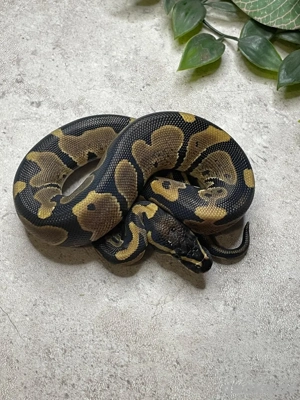 Königspython regius het. pied GHI Mojave Special