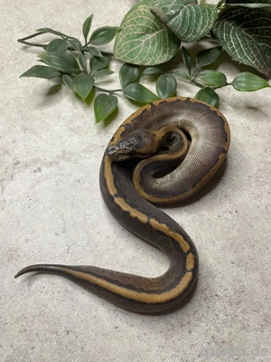 Königspython regius het. pied GHI Mojave Special