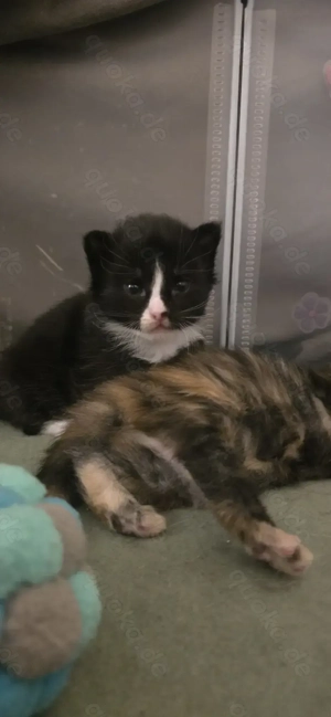 Main Coon Kitten ab Ende Februar 