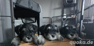 Zwergschnauzer Welpen Schwarz und Silber, geboren am 11.10.2025