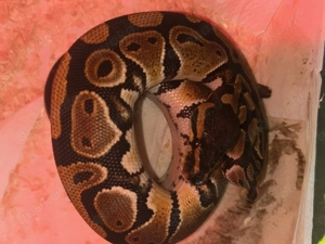 Königspython zu verkaufen