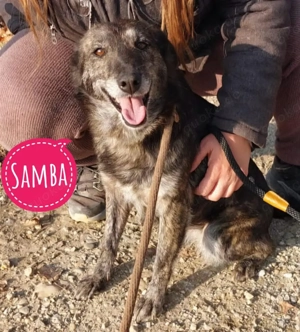 Samba, liebe und toll gezeichnete Galgo   Windhund Mischlingshündin