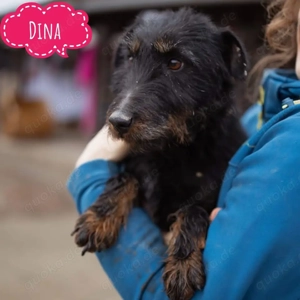 Dina, junge Deutsche Jagdterrier Hündin