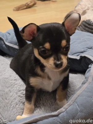 Chihuahua Welpe kurzhaar Rüde drei Farbig