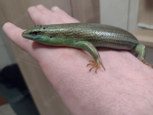 Olivfarbener Baumskink   Skink 