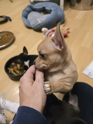 Chihuahua Welpe kurzhaar Rüde Beige m Schwarzen Flecken 