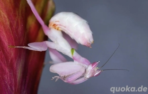 Hymenopus coronatus Bild 2