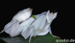 Hymenopus coronatus