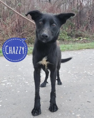 Chazzy, junger und lieber Mischling will endlich raus aus dem Tierheim