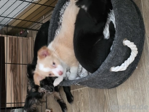 ein mädchen und ein rüde 