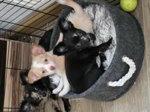 unser kleiner weiß creme rüde sucht ein zuhause 