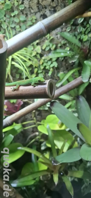 Phelsuma Pasteuri 1.2 