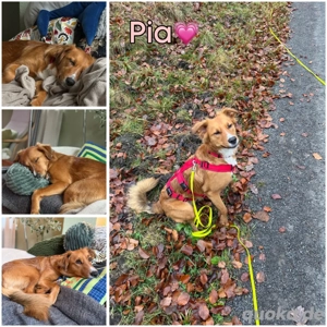Pia - Hündin sucht neues Zuhause