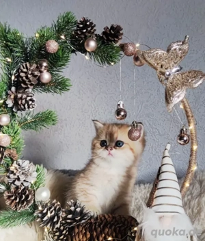 wunderschöne und sanfte Kätzchen BKH Gold 