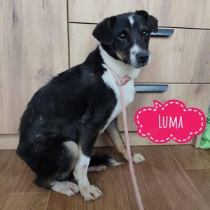 Luma, lieber Terrier Pinscher Mix