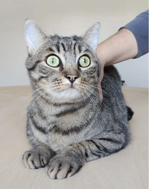 BASTIAN- verschmust, anhänglich, liebenswert