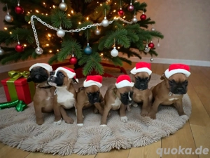 Reinrassige Boxer Welpen suchen neues Körbchen 