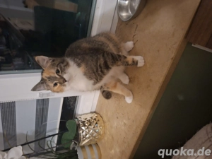 5 Monate junge hübsche Kätzin