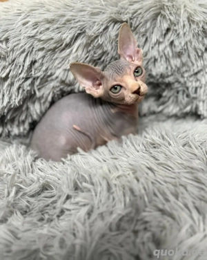 Wunderschöne reinrassige Sphynx-Kätzchen suchen ein liebevolles Zuhause
