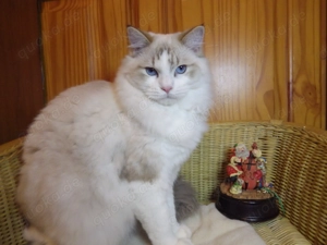 Ragdoll-Kätzchen  Kansas , Kater mit Stammbaum!  