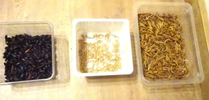 Mehlwürmer erfolgreich selbst züchten-Mehlwürmer-Zuchtset