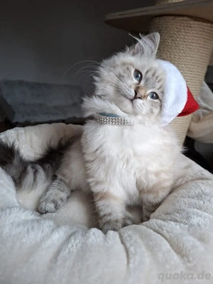 Bildschöne reinrassige Neva Masquerade Kitten