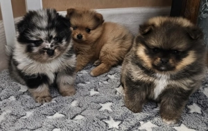 Reinrassige Pomeranian Teddy   Zwergspitz suchen ein Zuhause 