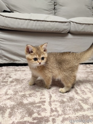 Wunderschöne BKH Kitten 