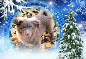 Bolonka Zwetna Mix, Rüde 4,5 Monate