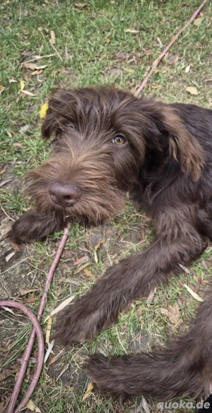 Junger Schnoodle Rüde