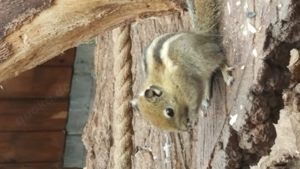 Chinesische Baumstreifenhörnchen Tamiops weiblich
