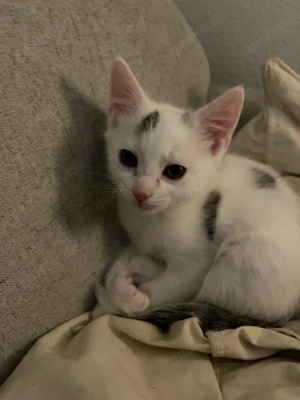 Katzen Kitten zu verkaufen 