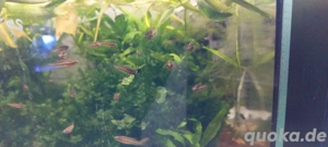 Betta Rubra Aceh Barat   Maulbrütender Kampffisch