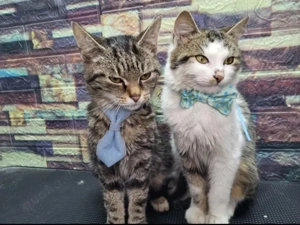 Cookie & Brownie Süßes Dreamteam sucht Zuckerhäuschen