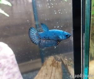 Betta Splendens Blau