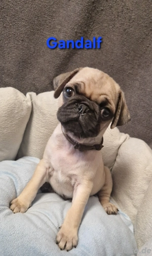 retromops welpen, 4 mon. alt rüden m. Stammbaum, Katzen gewohnt Bild 6