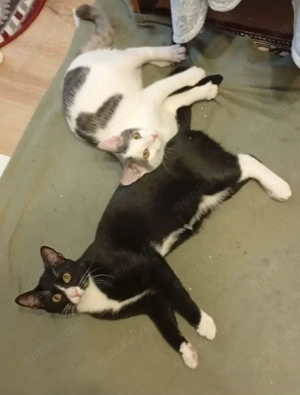 Robin & Zefir 2 kleine Clowns suchen ihr spannendes Zuhause